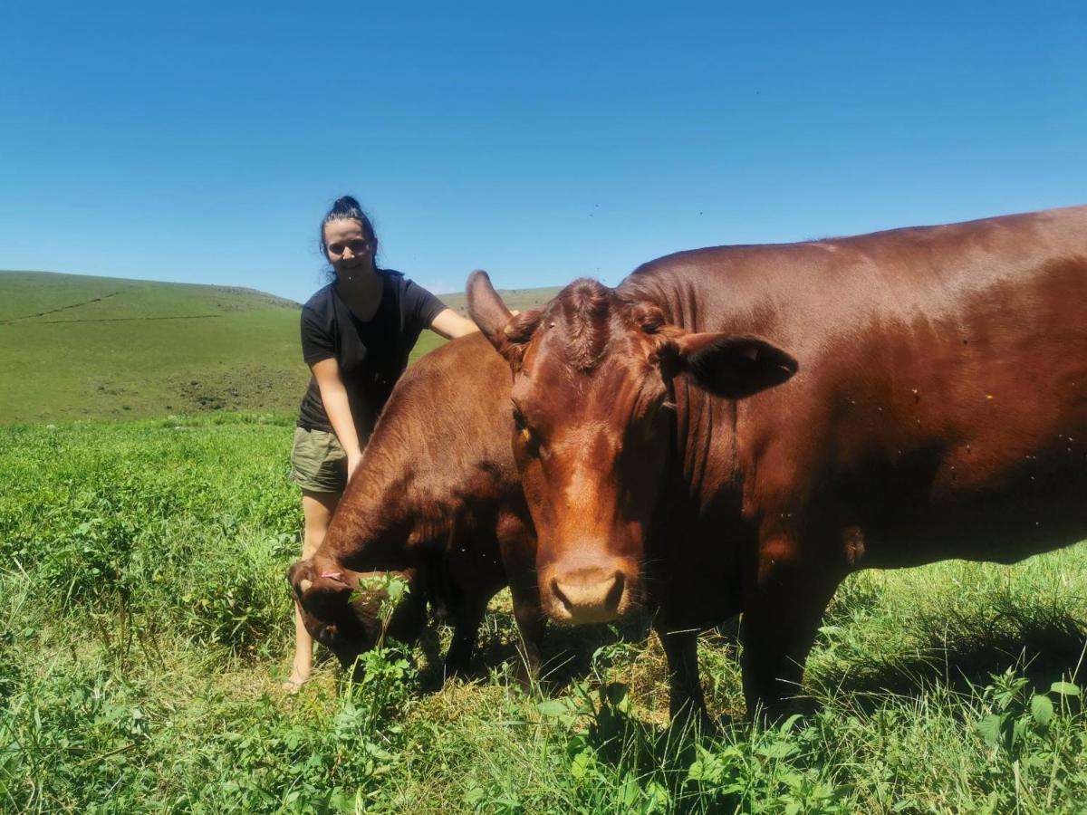 מלון אונדרברג Nguni Moon Tepee Camp מראה חיצוני תמונה